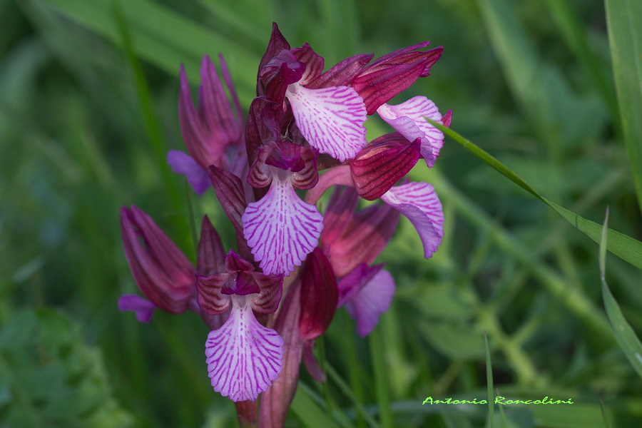 Orchidee Monte Argentario